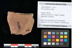 Foto (Objekt + Etikett) von Pinus goethana Unger (NHMW-GEO-2024-0188-0287)